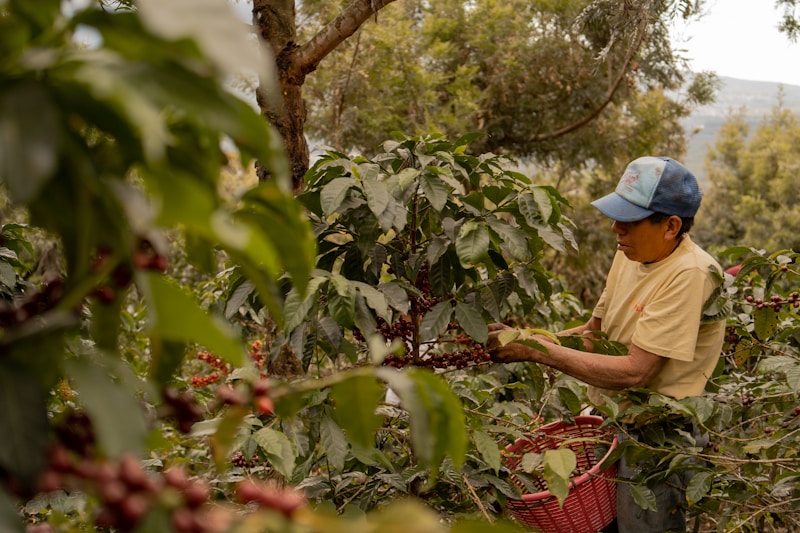 Coffee sourcing